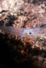 Obraz na płótnie Canvas closeup of a shrimp walking on a rocky surface