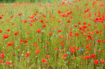 wildflower meadow with red poppies and blue cornflowers