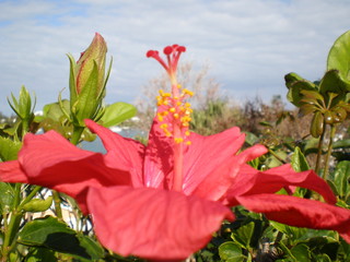 Red hibiscus bloom with cloudy sky
