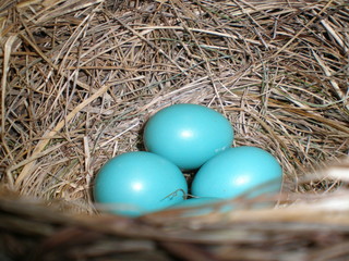 Blue bird eggs intact in nest
