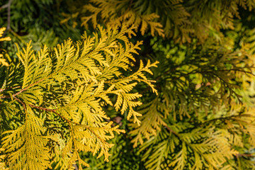 Yellow-green texture of leaves of western thuja (Thuja occidentalis Aurea) on blurred background of evergreens. Selective focus. Evergreen landscaped garden. Fresh wallpaper and nature concept.