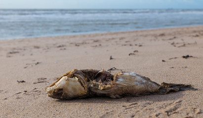 Fototapeta na wymiar A complete fishy skeleton on the beach with little flesh left on the bones