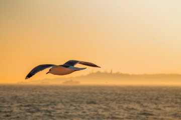 A Seagull escorting a ferryboat during sunset at Bosporus