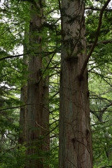 Fototapeta premium trees in forest