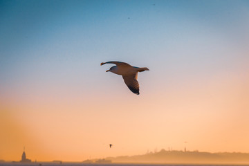 Fototapeta na wymiar A Seagull escorting a ferryboat during sunset at Bosporus
