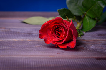 Red rose with water drops on a wooden table close-up.