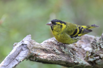 Eurasian Siskin