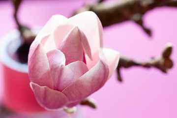 Pink magnolia flower close up. Spring floral concept macro