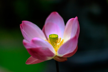 Fototapeta na wymiar pink magnolia flower,beautiful lotus flower, photographed in Bali in a pond. great big flower