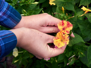 Female hands hold two flowers.