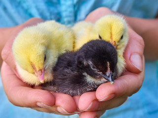 Small chicks in the hands.