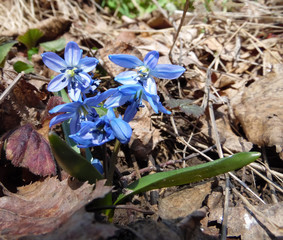  blue snowdrops sprout in the spring garden close-up