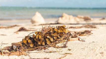 Close-up on sea weed on the caribbean beach