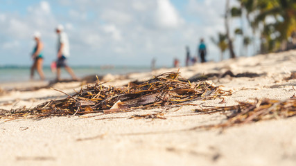 Close-up on sea weed on the caribbean beach