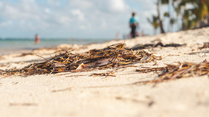 Close-up on sea weed on the caribbean beach