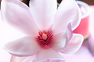 Pink magnolia flower close up. Spring floral concept macro