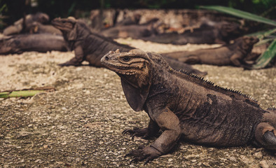 Rhinoceros iguana close-up in a park in Dominican Republic - obrazy, fototapety, plakaty