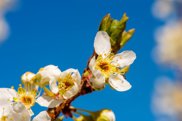 Fioritura di primavera