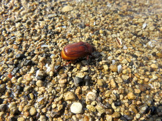 Plate beetle crawls on the shingle on the shore of a reservoir.