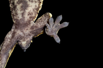 Crested Gecko Foot sticking to a piece of glass