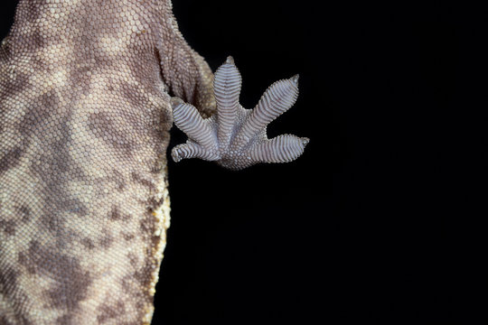 Crested Gecko Foot sticking to a piece of glass