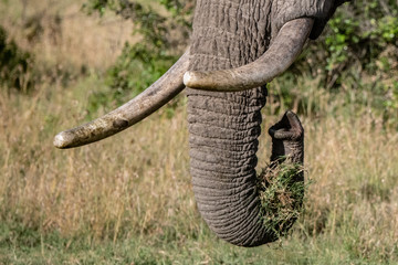 Obraz premium Close up of elephant trunk and tusks