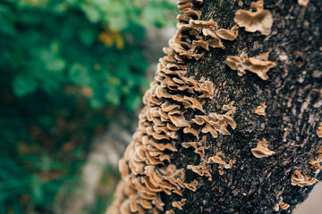 Mushrooms growing on tree stump