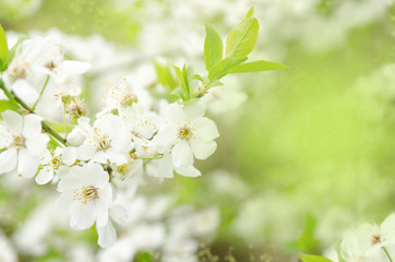 Spring nature background with cherry white flowers and green leaves