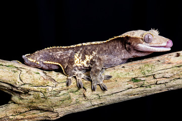 Crested Gecko portrait on a wooden branch