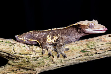 Crested Gecko portrait on a wooden branch
