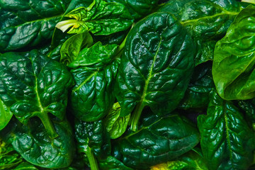 food background - many fresh organic dark green spinach leaves close-up