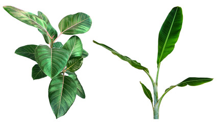 Many of green leaf are isolated on a white background