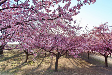 Fototapeta premium 河津桜｜いせさき市民のもり公園