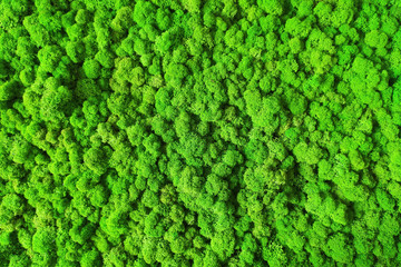 green moss for interior decoration