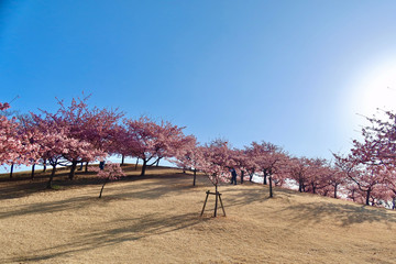 河津桜｜いせさき市民のもり公園