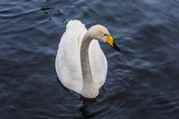 Wild swan swimming in the water of the lake