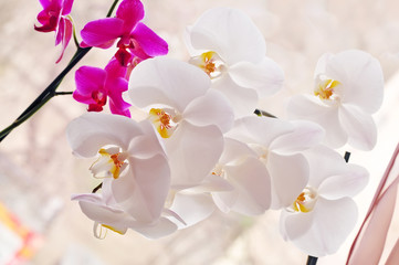 Fototapeta na wymiar Blooming white and purple orchids. A branch with large flowers of white and lilac orchids on a light background. Very bright art photo with a floral background. Selective focus.