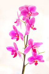 Blooming purple orchid. Branch with large flowers of a purple orchid on a light background. Very bright art photo with a floral background. Selective focus.
