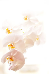 Blooming white orchid. Branch with large flowers of a white orchid on a light background. Very bright art photo with a floral background. Selective focus.