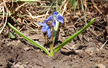 blue snowdrop and bee on spring garden background