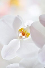 Fototapeta na wymiar Blooming white orchid. Branch with large flowers of a white orchid on a light background. Very bright art photo with a floral background. Selective focus.