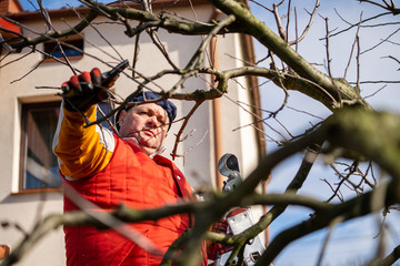 Man pruning fruit tree branches. Work in the home garden. A scene from everyday life.