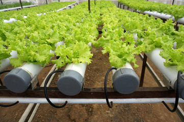 lettuce in hydroponic pipe. Hydroponic vegetable farm.