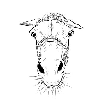 recommend clip art: The horse head. Sketch art. Sad emotion.