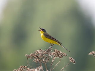 The western yellow wagtail (Motacilla flava) is a small passerine in the wagtail family Motacillidae