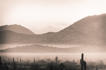 Fog hovering over the mountains of central Arizona with Saguaro cactus and other desert plants © Jason Yoder