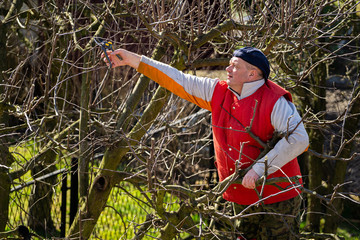 Man pruning fruit tree branches. Work in the home garden. A scene from everyday life.