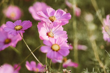 Cosmo flowers in the garden with sunlight in the morning. Beautiful cosmo flower in tone film color