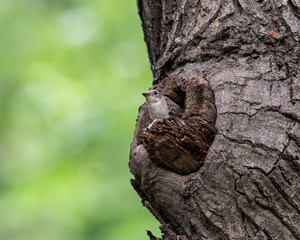 The collared flycatcher (Ficedula albicollis) is a small passerine bird in the Old World flycatcher family. The female collared flycatcher looks out of its hollow.