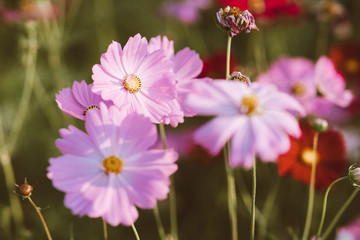 Cosmo flowers in the garden with sunlight in the morning. Beautiful cosmo flower in tone film color